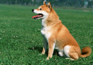 養(yǎng)狗養(yǎng)幾只吉利（狗養(yǎng)幾只比較旺財）